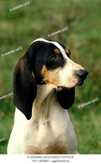 GREAT ANGLO-FRENCH TRICOLOUR HOUND, PORTRAIT OF ADULT