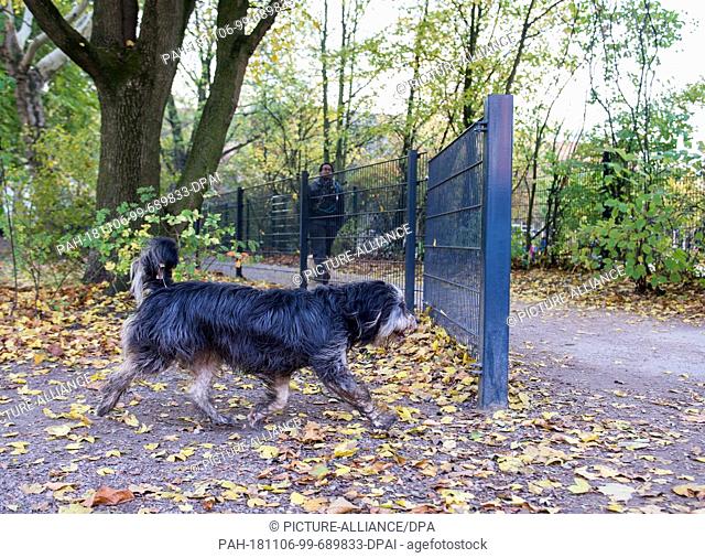 06 November 2018, Hamburg: A dog walks around a fence on a cycle path in the Eimsbüttel district of the city, on a dog meadow