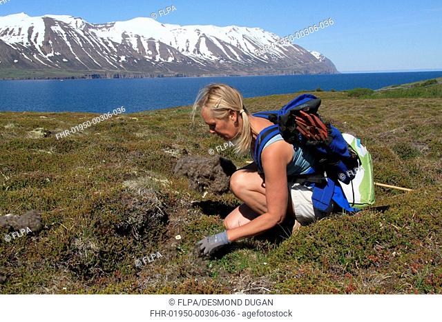 Common Eider (Somateria mollissima) nest, with woman collecting eiderdown, Hrisey Island, Northern Iceland, June
