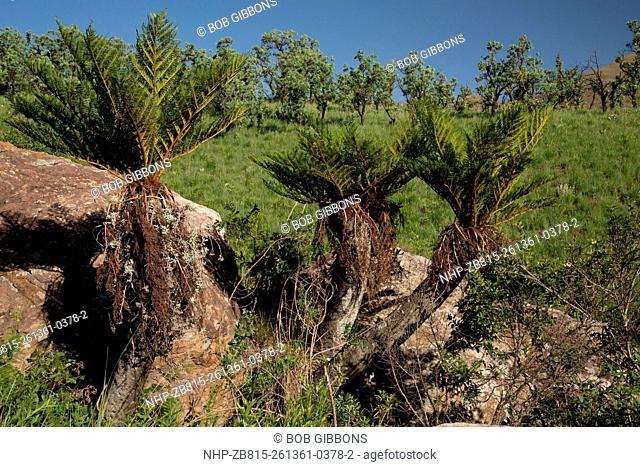 Common Tree Fern, Cyathea dregei in the Drakensberg Mountains, South Africa