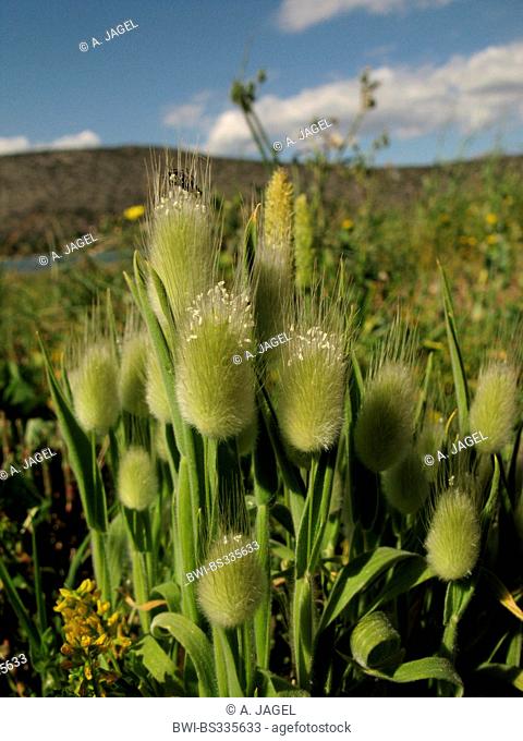 Hare's-tail grass, Bunnytail (Lagurus ovatus), blooming, Greece, Peloponnese