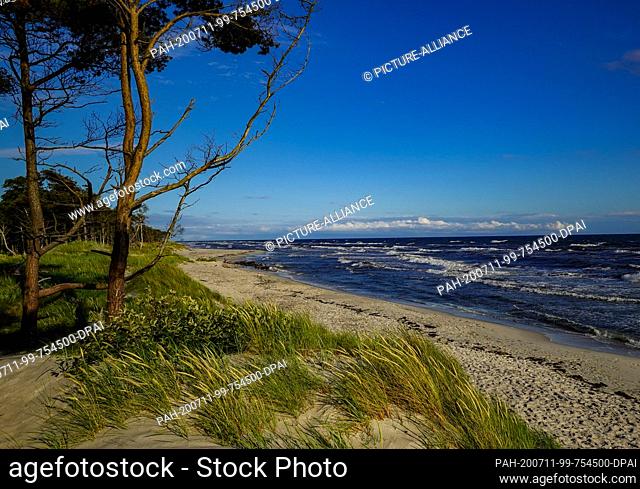 05 July 2020, Denmark, Dueodde: The coastal forest with the dunes at the south-eastern tip of the Danish Baltic Sea island
