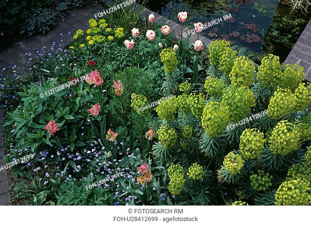 Close-up of green euphorbia characias and pink paeonies in summer border