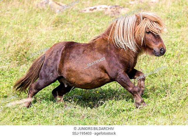 Miniature Shetland Pony Chestnut stallion galloping on a meadow Shetlands, Unst