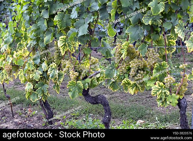 Muscat Ottonel grapes in September, vineyards Mont-sur-Rolle, literally Mont on Rolle, Nyon district, canton Vaud, Switzerland, Europe