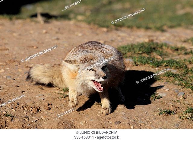 Corsac Fox, Steppe Fox Vulpes corsac. Adult threatening