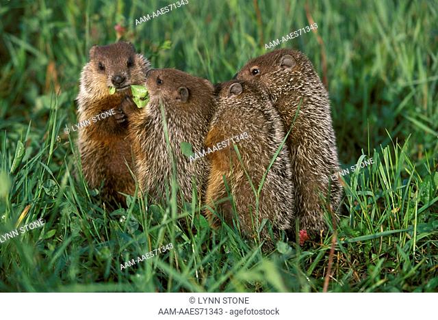 Woodchuck foursome (Marmota monax) Minnesota
