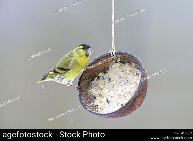 Male Eurasian siskin (Spinus spinus) at feeding place, halved coconut shell, Lower Saxony, Germany, Europe