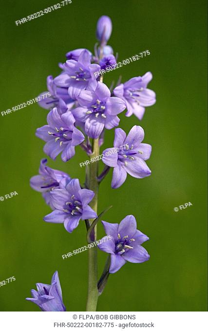 Hybrid Bluebell Endymion non-scriptus x hispanica Common x Spanish hybrid, close-up of flowers, invasive species, England