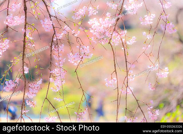 Image of the weeping cherry tree of Rikugien. Shooting Location: Tokyo metropolitan area