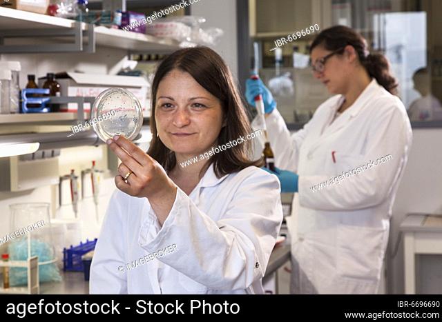 Scientist with a Petri dish containing a transformation of (E.) coli bacteria