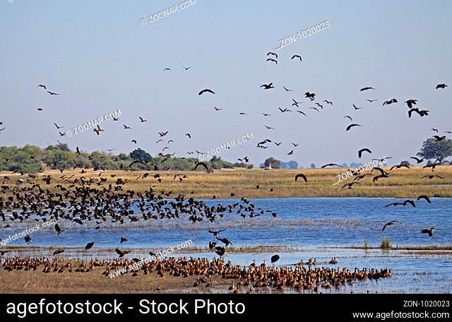 Witwenpfeifgänse am Ufer des Chobe, Botswana