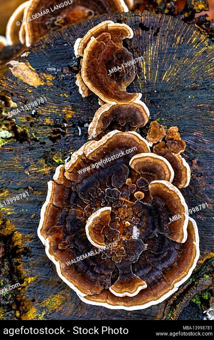 tree fungi on dead tree, nature in detail, close-up