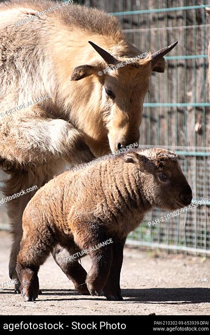 02 March 2021, Saxony, Dresden: A goldtakin cub stands in its enclosure at Dresden Zoo. The Goldtakin bull was born on 18 February 2021 and is also the eighth...