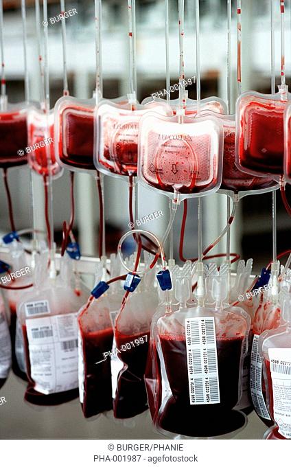 Blood filtration in a Blood transfusion center : the blood components are separated by gravity filtration to obtain different blood products