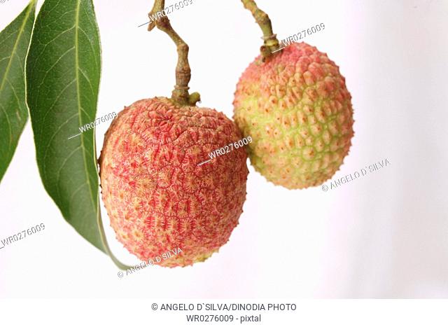 Fruit , Litchi with leaves Litchi chinensis hanging against white background