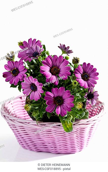 South African Daisy flowers in basket on white backfground, close up