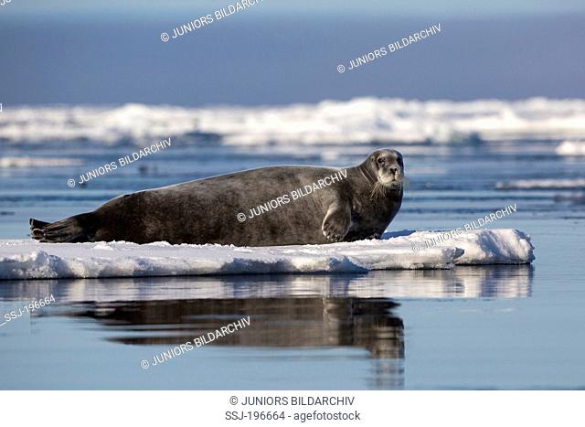 Bearded Seal (Erignathus barbatus) resting on an ice floe. Hinlopenstretet, Svalbard