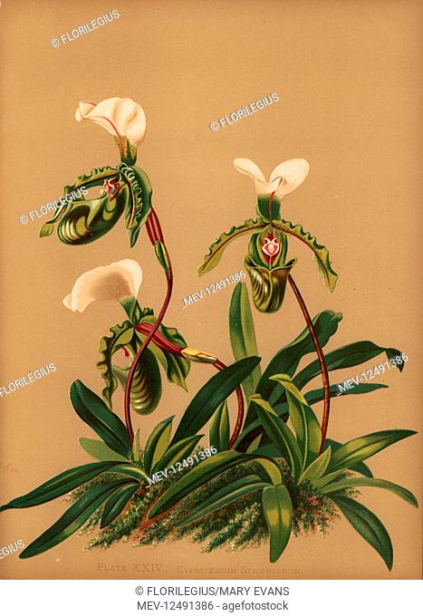 Paphiopedilum spicerianum orchid (Cypripedium spicerianum). Chromolithograph by Hatch Company after a botanical illustration by Harriet Stewart Miner from...
