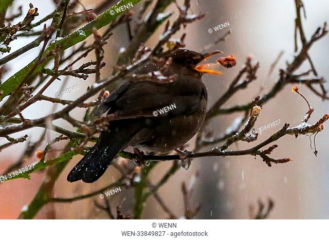 A Blackbird feeds in a garden in north London during snowfall in the capital as Storm Emma and The Beast from the East have combined to create freezing...
