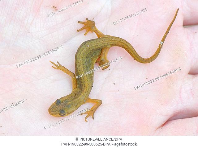 22 March 2019, Brandenburg, Sauen: A female pond newt (Triturus vulgaris) can be seen on the hand of a conservationist in the forest of the August Bier...