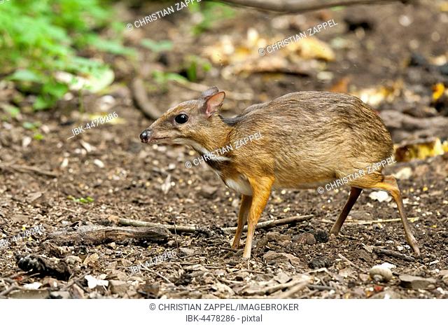 Java mouse-deer (Tragulus javanicus), Kaeng Krachan National Park, Phetchaburi, Thailand