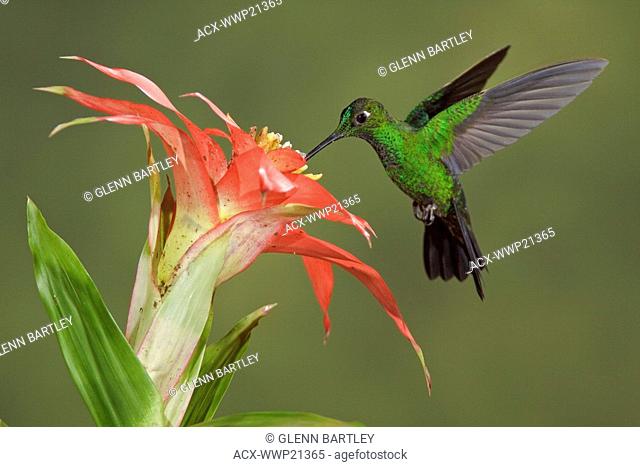 Green-crowned Brilliant Heliodoxa jacula feeding at a flower while flying at Bueneventura Lodge in southwest Ecuador