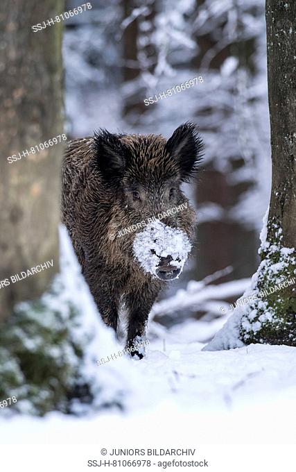 Wild boar (Sus scrofa). Adult standing in snowy forest. Germany