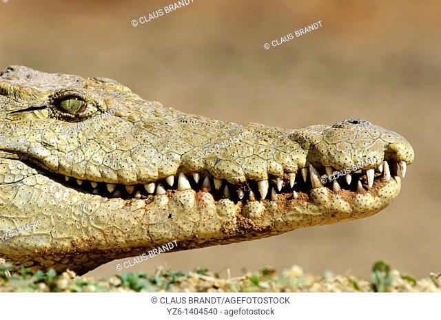 Head of a nile crocodile Crocodylus niloticus  Kruger National Park, South Africa