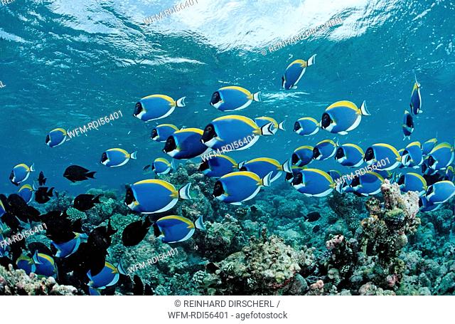 schooling Surgeonfishes, Powder Blue Tang, Acanthurus leucosternon, Indian Ocean, Meemu Atoll, Maldives