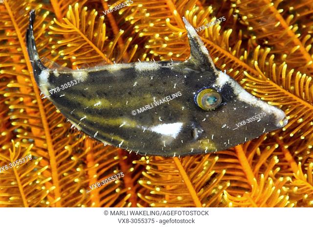 Whitebar filefish, Paramonacanthus chlorocephalus, Anilao, Batangas, Philippines, Pacific