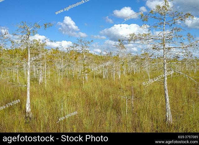 Dwarf Cypresses. The Everglades National Park