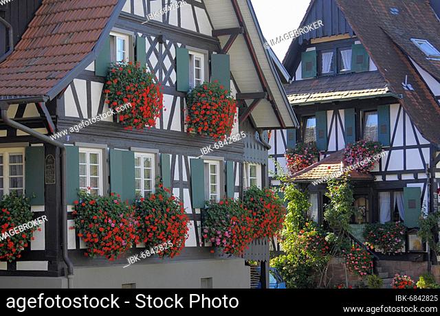 Black Forest, near Sasbachwalden, Ortenau, half-timbered house, hanging geraniums at the window