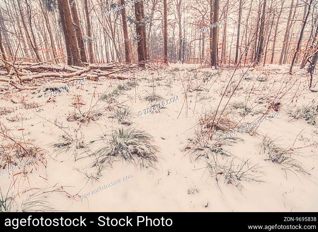 Grass covered with snow in the forest in january
