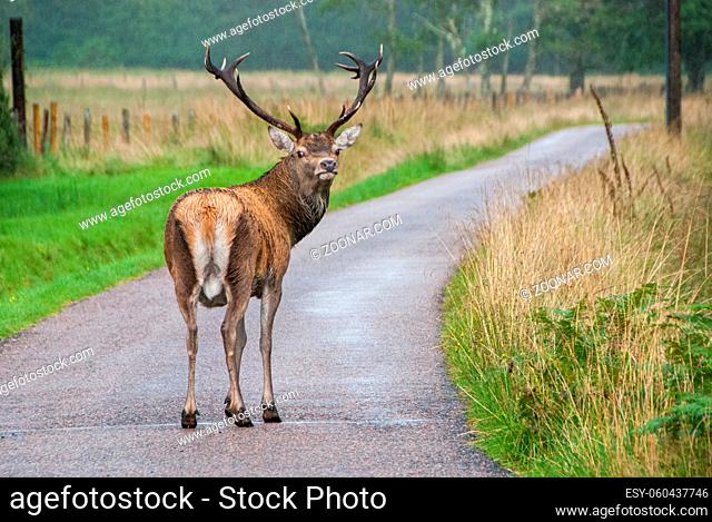 Male wild deer in the rural road looking at the camera. Highlands of Scotland
