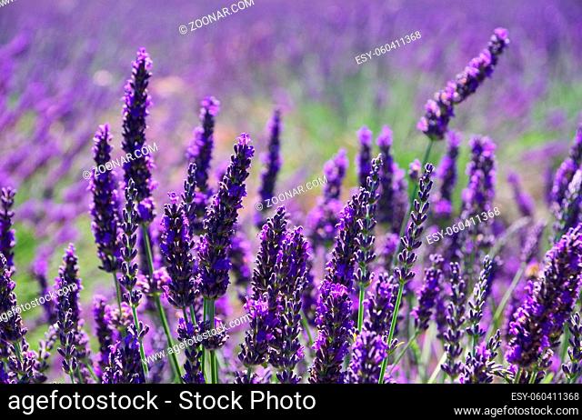Lavendelfeld - lavender field 50