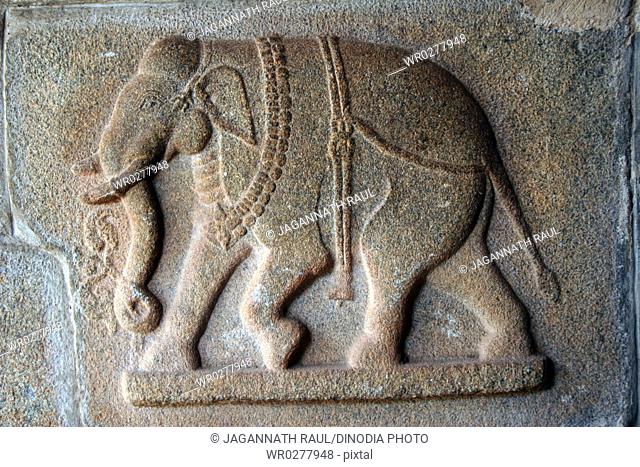Carved sculpture elephant on pillar of Hajara Rama temple , Hampi Vijayanagar ruins , Karnataka , India