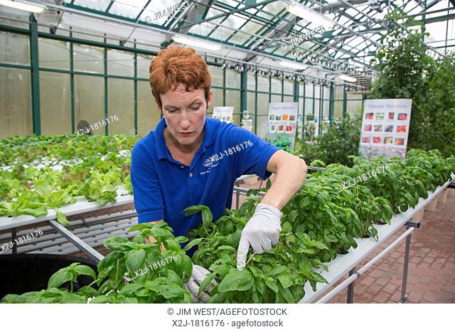 West Bloomfield, Michigan - Resident farmer at Henry Ford West Bloomfield Hospital, tends plants in the hospital's greenhouse  The organic produce is grown...