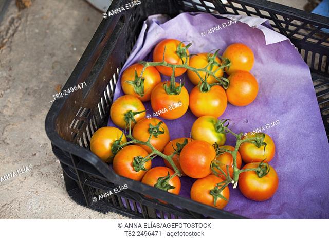 Organic tomatoes on hand, El Ejido, Almeria, Andalucia, Spain, Europe