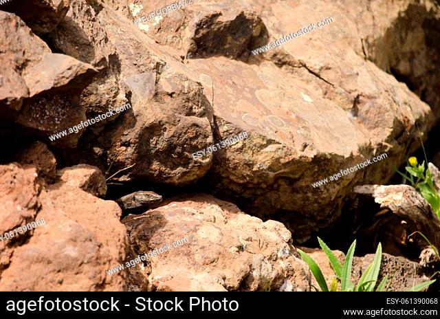 Male lizard Gallotia caesaris at the entrance of its burrow. Targa. Alajero. La Gomera. Canary Islands. Spain