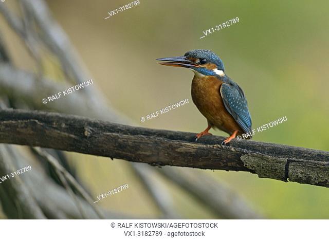 Female Common Kingfisher ( Alcedo atthis ) standing on tree roots calling loudly, natural background