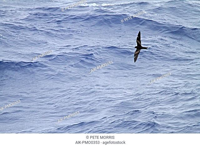 Matsudaira's Storm Petrel, Oceanodroma matsudairae) flying over the pacific ocean south of Japan