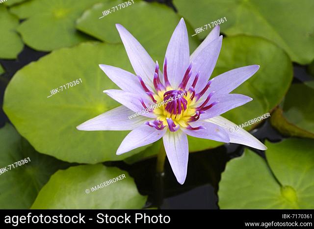 Tropical water lily (Nymphaea colorata), North Rhine-Westphalia, Germany, Europe