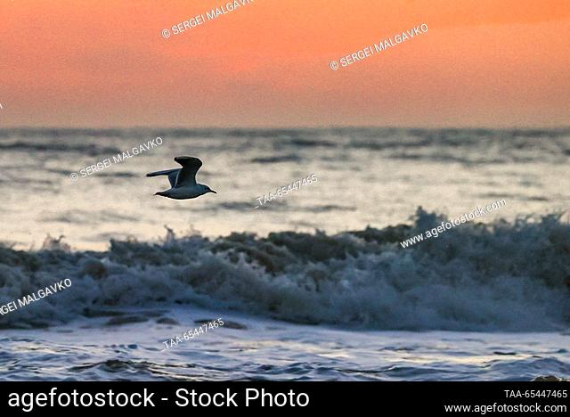 RUSSIA, REPUBLIC OF CRIMEA - DECEMBER 3, 2023: A sea bird flies over rolling waves at the city of Yevpatoria on Crimea's Black Sea coast at sunset in winter