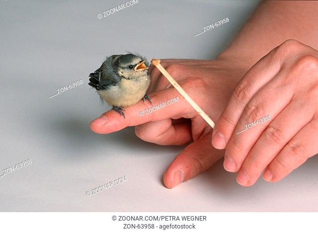 Young Blue Tit on finger /  (Parus caeruleus)  /  Blaumeise, Jungvogel, Findelkind auf Finger  /  [Europa, europe, Tiere, animals, Vogel, Singvoegel, songbirds