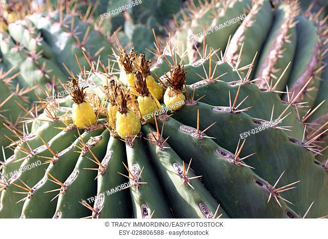 Close up of a fruiting Emory Barrel Cactus, Ferocactus emoryi, in the desert of Arizona, USA