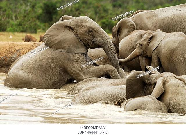 african elephants - at waterhole / Loxodonta africana