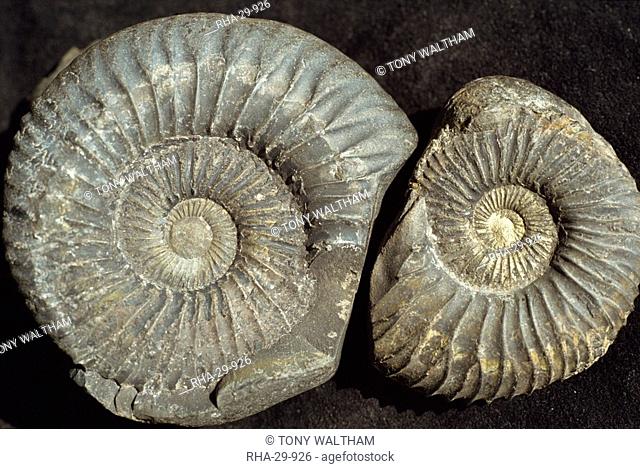 Ammonite fossils, largest one 75mm across, from the Jurassic Spiti shales, Muktinath, Nepal, Asia