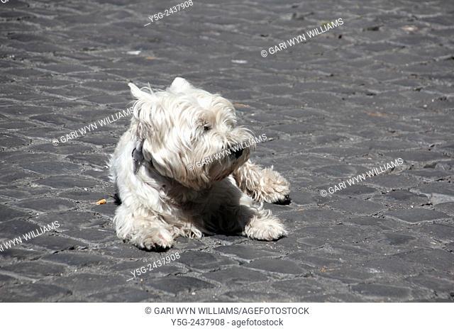 Small white dog sitting in the sun in street road in Rome, Italy