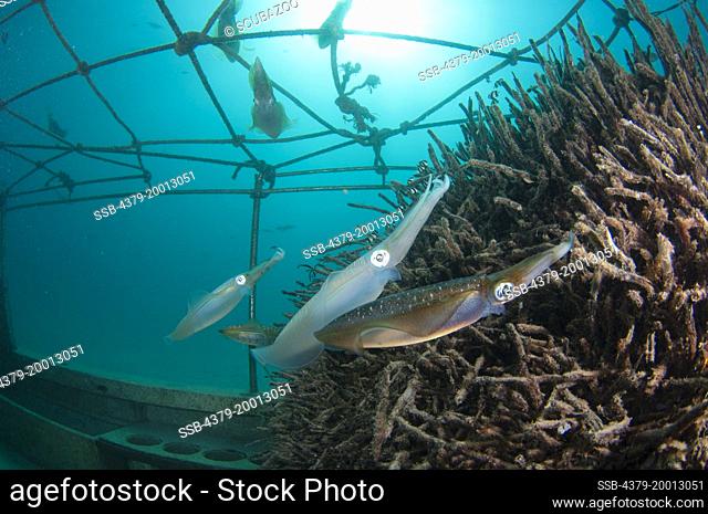 Bigfin Reef Squid, Sepioteuthis lessoniana, laying their eggs in an artificial reef of palm tree roots, Mabul, Sabah, Malaysia, Borneo